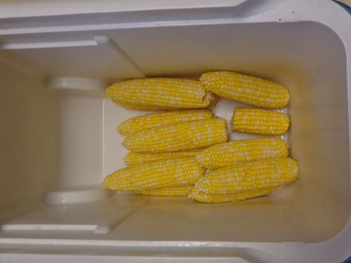 corn on the cob in the cooler