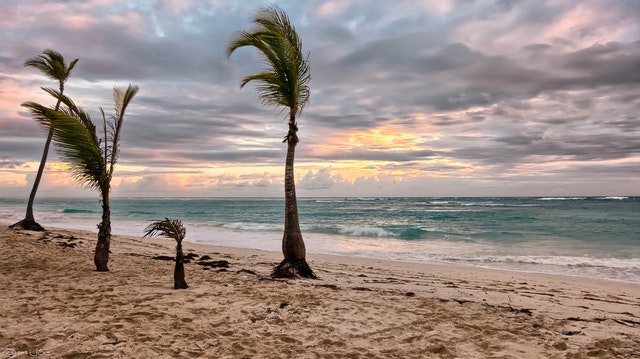 sea beside green palm trees