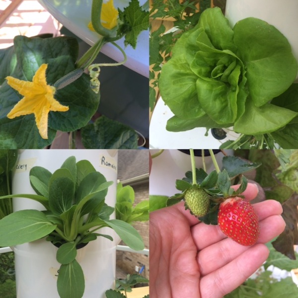 Yes, it is possible to garden anywhere. Even better this type of gardening makes it possible to grow in the summer and the winter. Come take a look and see for yourself!