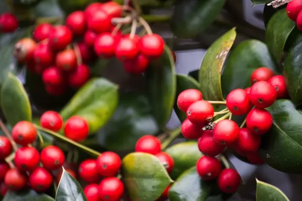 I'll be the first to admit that dealing with grief during the holidays is difficult. Whether you've lost a spouse, father, mother or sibling, may my encouragement and thoughts give you the strength you need to face the holidays. holly berries