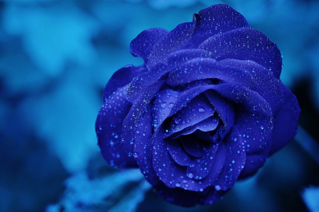 blue rose