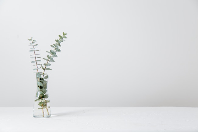 green fern plant in vase