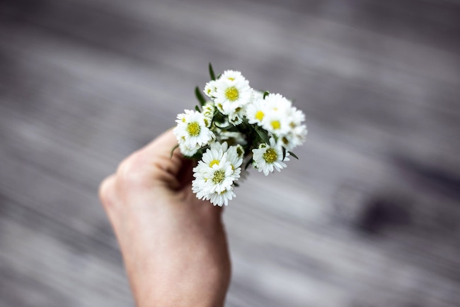 hand holding white aster flowers