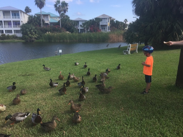 feeding ducks at duck pond