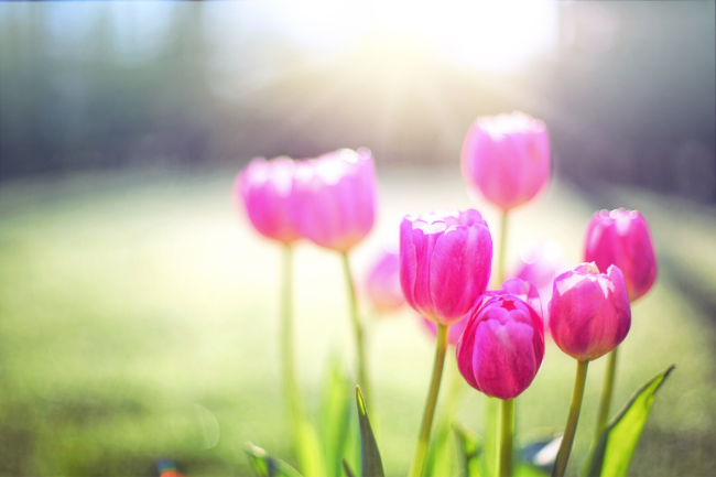 pink tulips