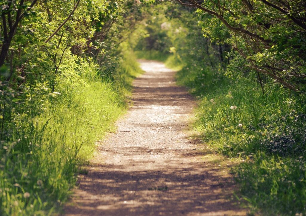 Sunlight shining along a green wooded path